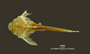 Bunocephalus chamaizelus FMNH 53122  holo d
